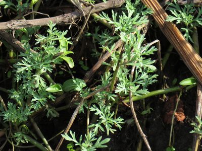 Cotula nigellifolia, photographed by Jeremy Gilmore