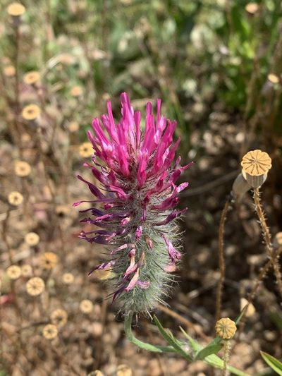 Trifolium purpureum, photographed by Mike Musgrave