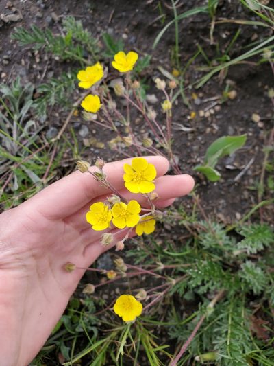 Potentilla ovina, photographed by Kate