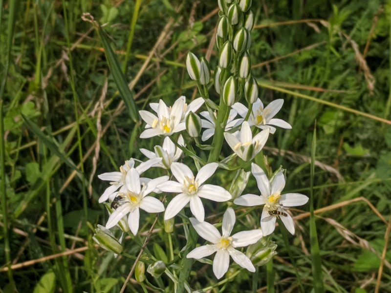 Loncomelos pyramidale, photographed by Zoltán Stekkelpak