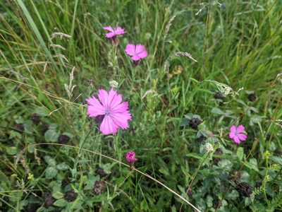 Dianthus collinus, photographed by Zoltán Stekkelpak