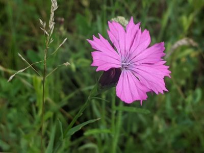 Dianthus collinus, photographed by Zoltán Stekkelpak