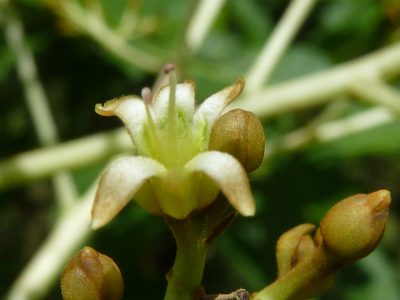 Anacardium excelsum, photographed by Eduardo Chacón Madrigal