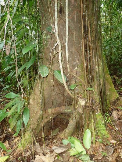 Brosimum utile, photographed by Eduardo Chacón Madrigal