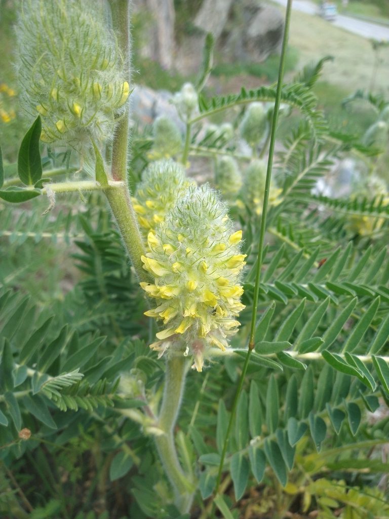 Astragalus alopecurus, photographed by Simone Bocca