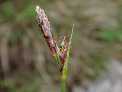Carex mucronata, photographed by Christian Berg