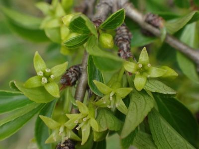 Rhamnus saxatilis, photographed by Christian Berg