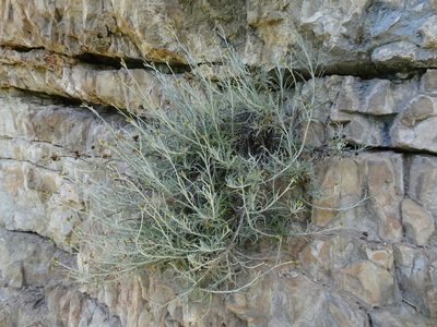 Phagnalon sordidum, photographed by Thomas Koffel