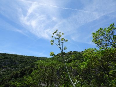 Ferula glauca, photographed by Thomas Koffel