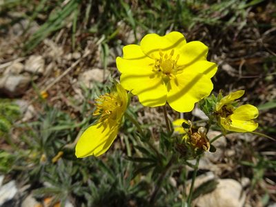 Potentilla hirta, photographed by Thomas Koffel