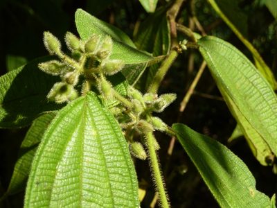 Miconia dentata, photographed by Eduardo Chacón Madrigal
