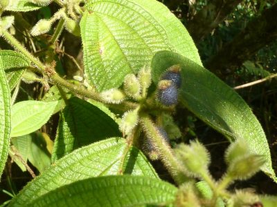 Miconia dentata, photographed by Eduardo Chacón Madrigal