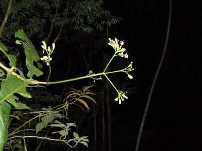 Condaminea corymbosa, photographed by Eduardo Chacón Madrigal