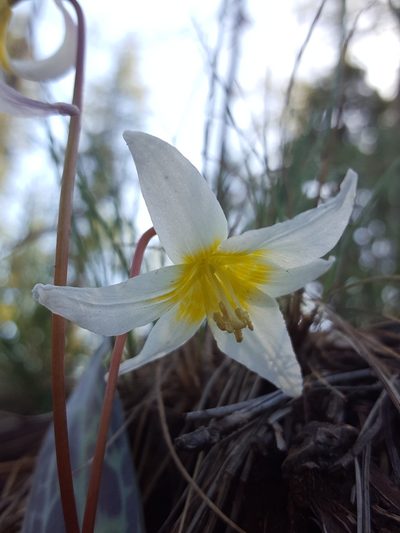 Erythronium citrinum, photographed by Alex Abair