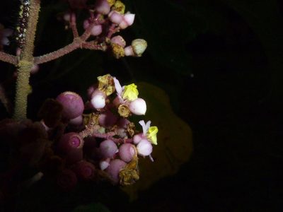Miconia subcrustulata, photographed by Eduardo Chacón Madrigal