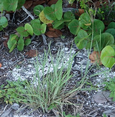 Eustachys petraea, photographed by Claire Herzog