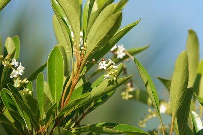 Citharexylum spinosum, photographed by Claire Herzog