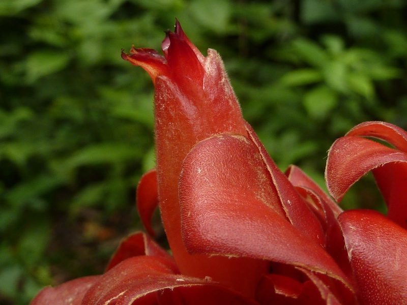 Costus lima, photographed by Eduardo Chacón Madrigal