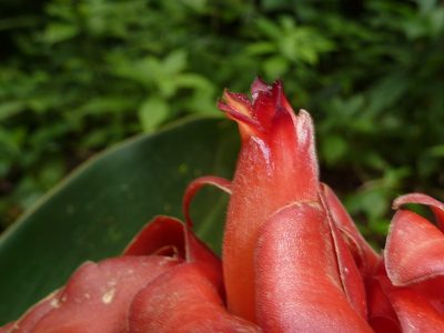 Costus lima, photographed by Eduardo Chacón Madrigal