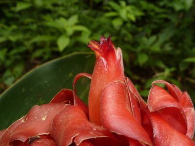 Costus lima, photographed by Eduardo Chacón Madrigal