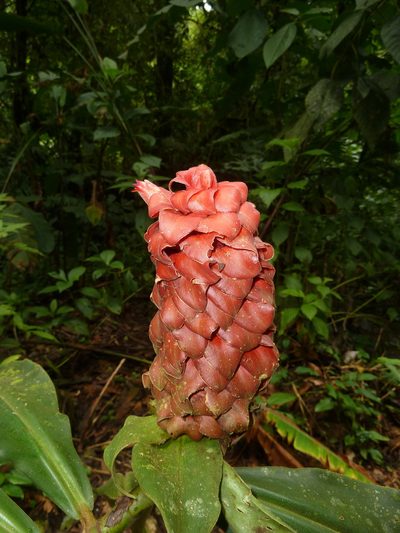 Costus lima, photographed by Eduardo Chacón Madrigal