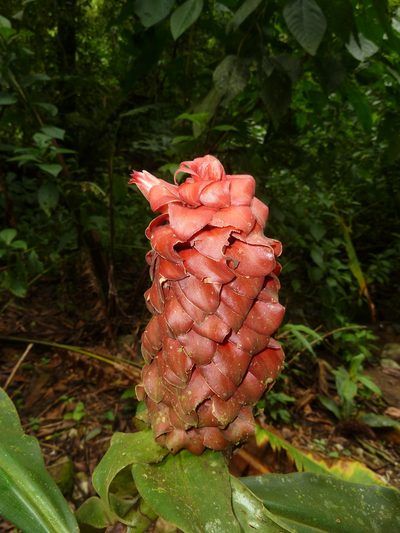 Costus lima, photographed by Eduardo Chacón Madrigal