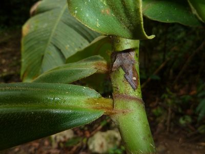 Costus lima, photographed by Eduardo Chacón Madrigal