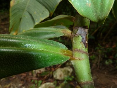 Costus lima, photographed by Eduardo Chacón Madrigal