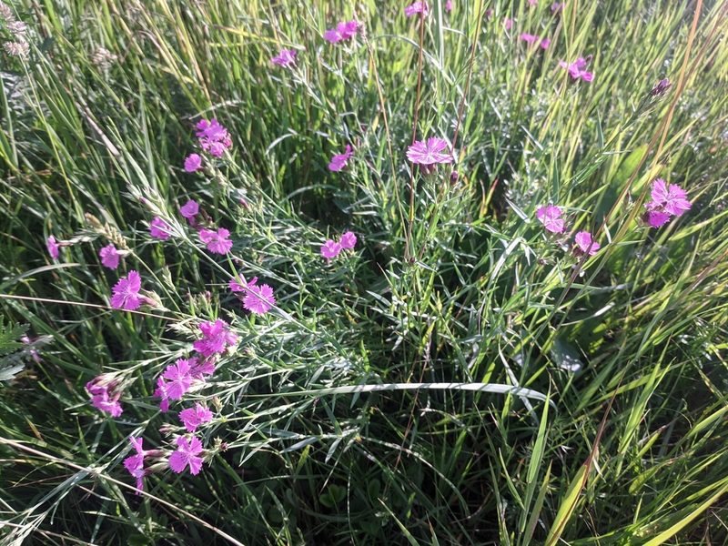 Dianthus collinus, photographed by Zoltán Stekkelpak
