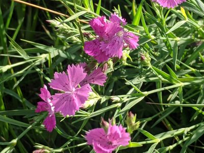 Dianthus collinus, photographed by Zoltán Stekkelpak