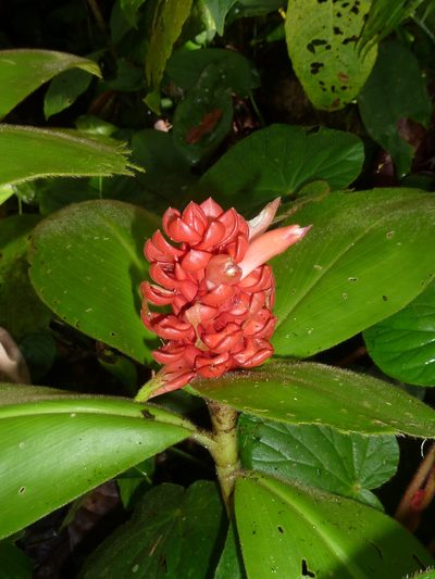 Costus osae, photographed by Eduardo Chacón Madrigal