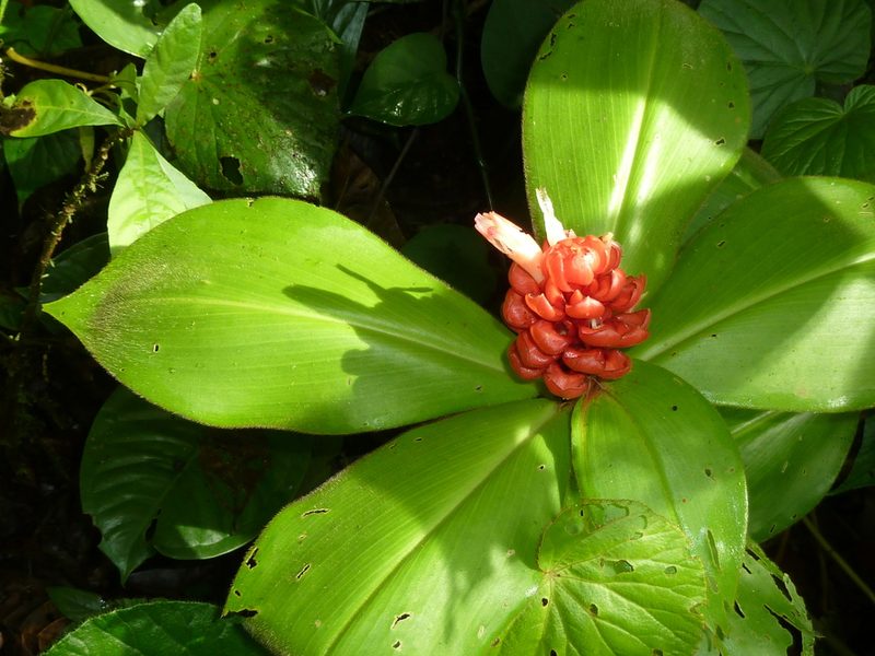 Costus osae, photographed by Eduardo Chacón Madrigal