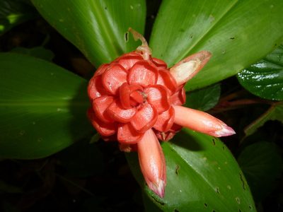 Costus osae, photographed by Eduardo Chacón Madrigal