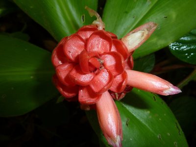 Costus osae, photographed by Eduardo Chacón Madrigal