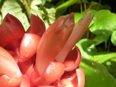 Costus osae, photographed by Eduardo Chacón Madrigal