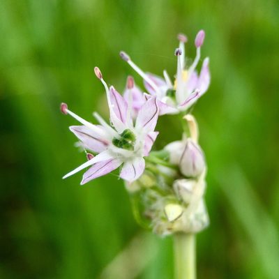 Allium macrostemon, photographed by Norio Nomura