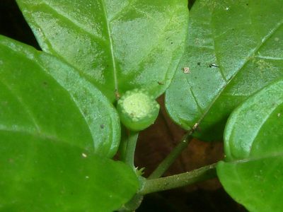 Dorstenia choconiana, photographed by Eduardo Chacón Madrigal