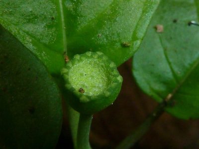 Dorstenia choconiana, photographed by Eduardo Chacón Madrigal
