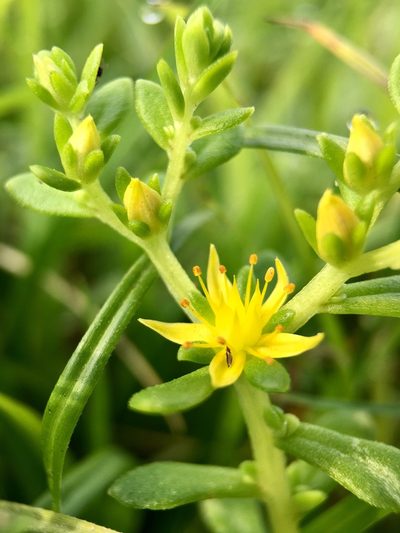 Sedum bulbiferum, photographed by Norio Nomura