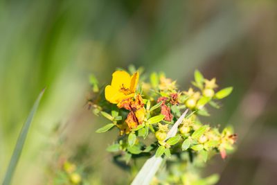 Rhexia lutea, photographed by Jessica