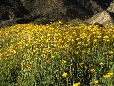 Coreopsis calliopsidea, photographed by George Williams