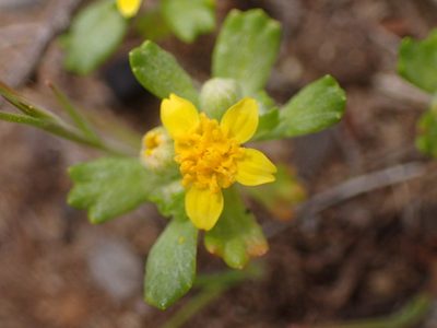 Eriophyllum multicaule, photographed by George Williams