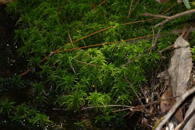 Sphagnum recurvum, photographed by Jessica