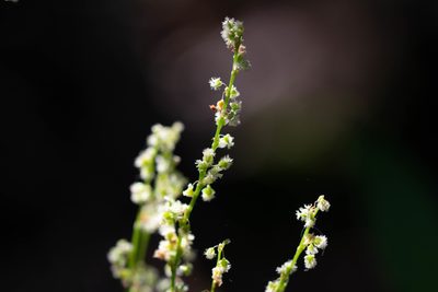 Rumex hastatulus, photographed by Jessica