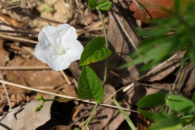 Stylisma humistrata, photographed by Jessica