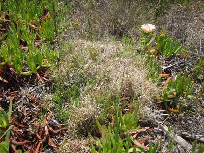 Pentameris densifolia, photographed by douglaseustonbrown
