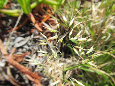 Pentameris densifolia, photographed by douglaseustonbrown