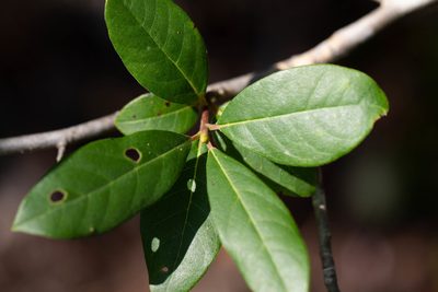 Nyssa biflora, photographed by Jessica