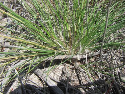 Ficinia paradoxa, photographed by douglaseustonbrown