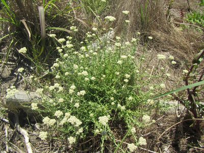 Helichrysum helianthemifolium, photographed by douglaseustonbrown